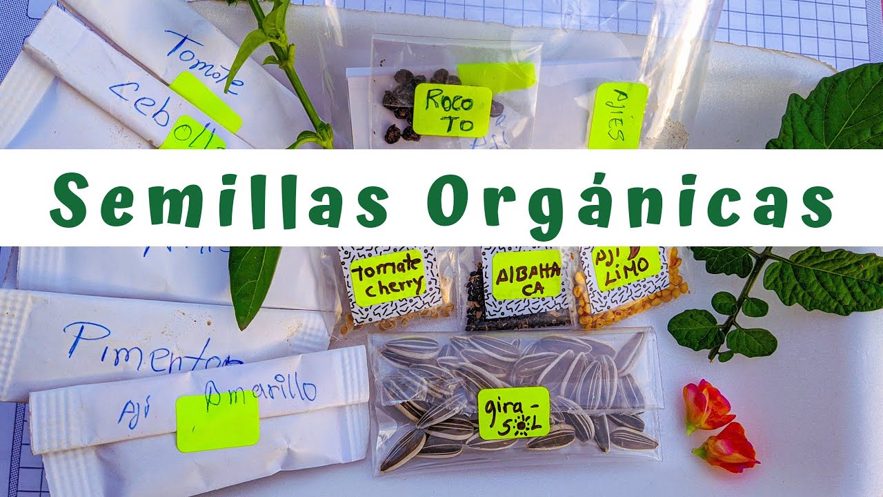 CÓMO  OBTENER TÚS  PROPIAS SEMILLAS  🌱 🌼🍅🌻🌶️🌷 || semillas orgánicas || huerto en casa