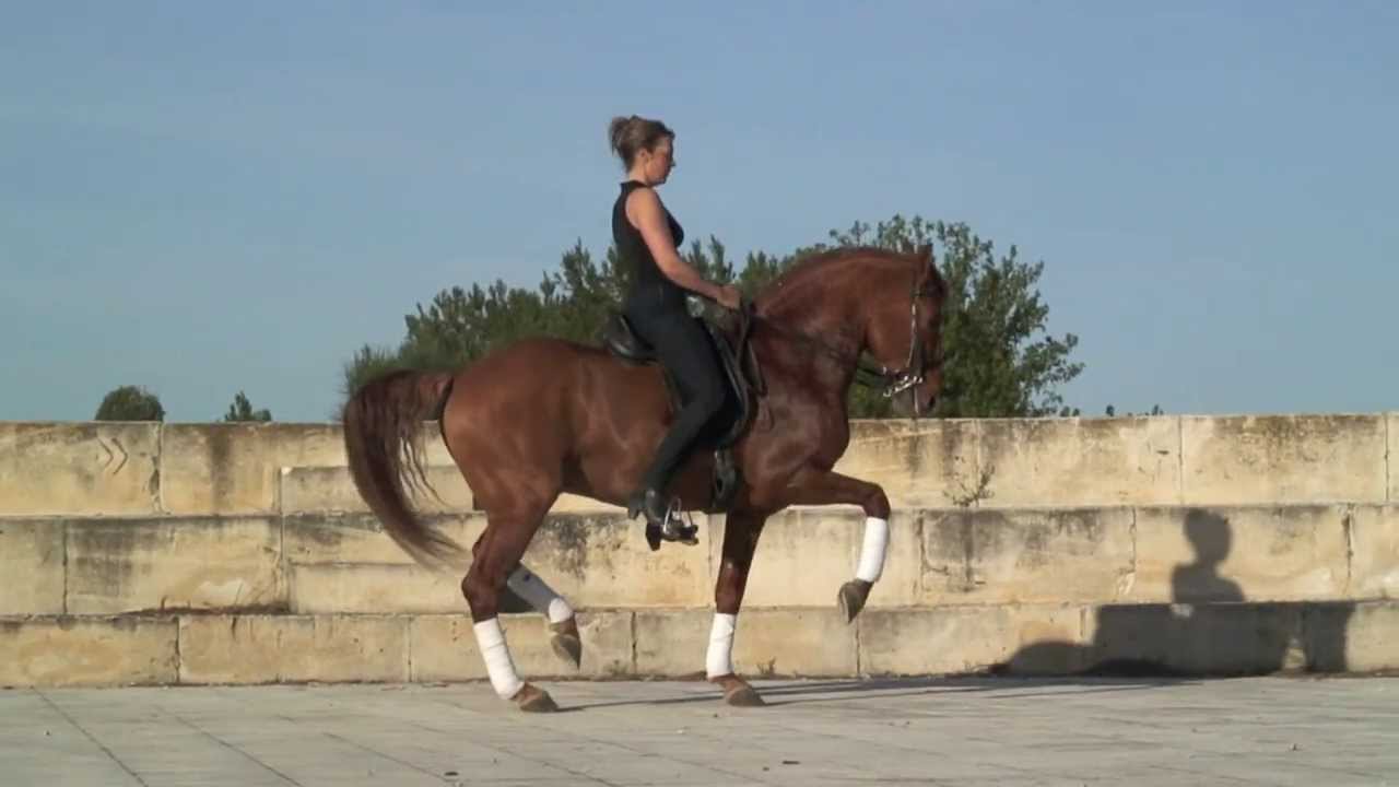 Dressage Artistique - Piaffer/Passage - Jenny et Peyo - Nouvelle vidéo bientôt....