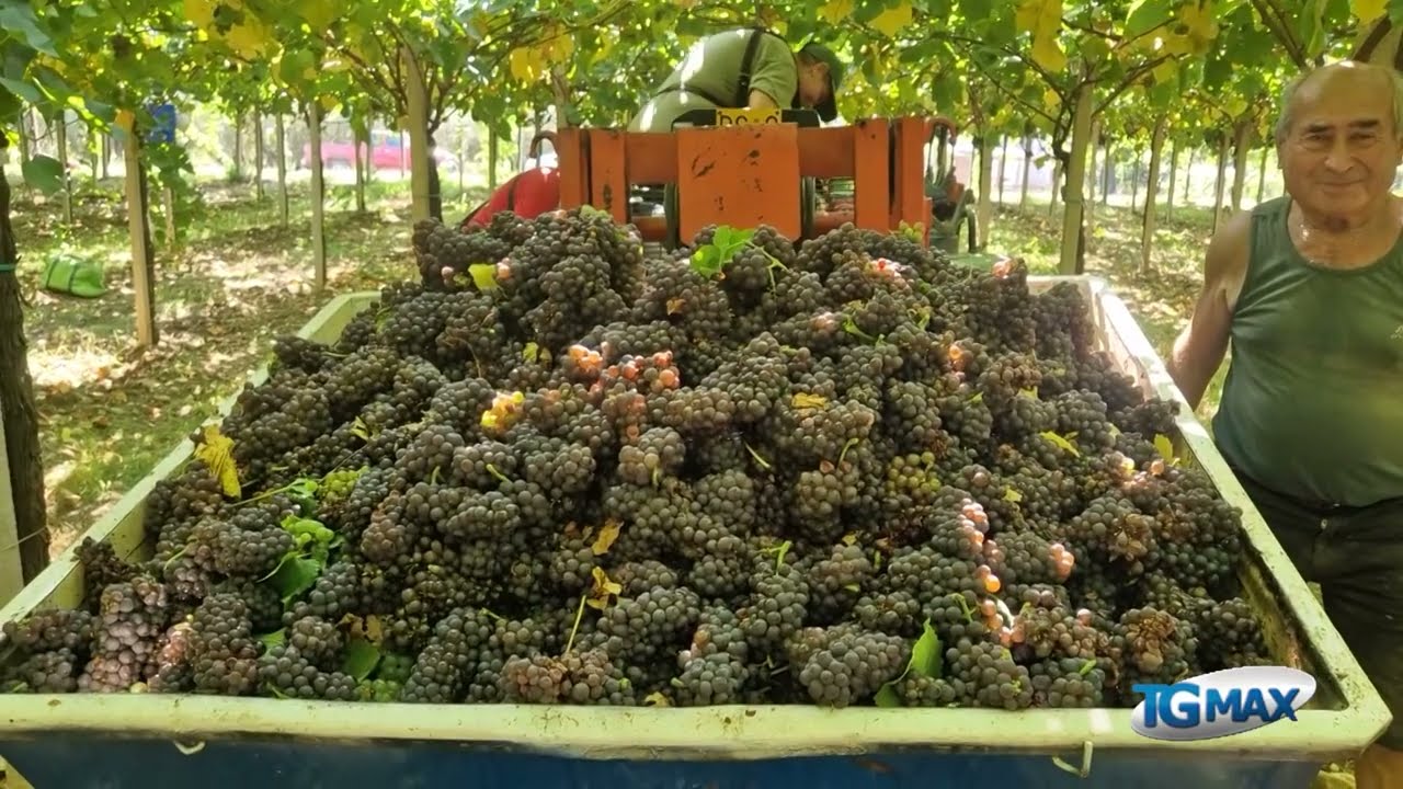 Vendemmia 2023, per Cia Abruzzo annata difficile