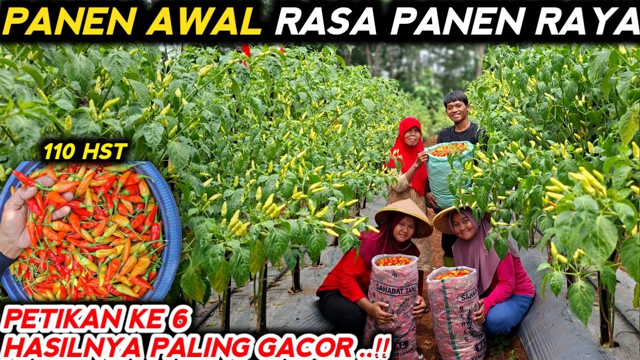 🔴 PANEN CABE SNIPER PETIKAN KE 6 HASILNYA PALING GACOR ‼️ #mitrapertanianchannel 