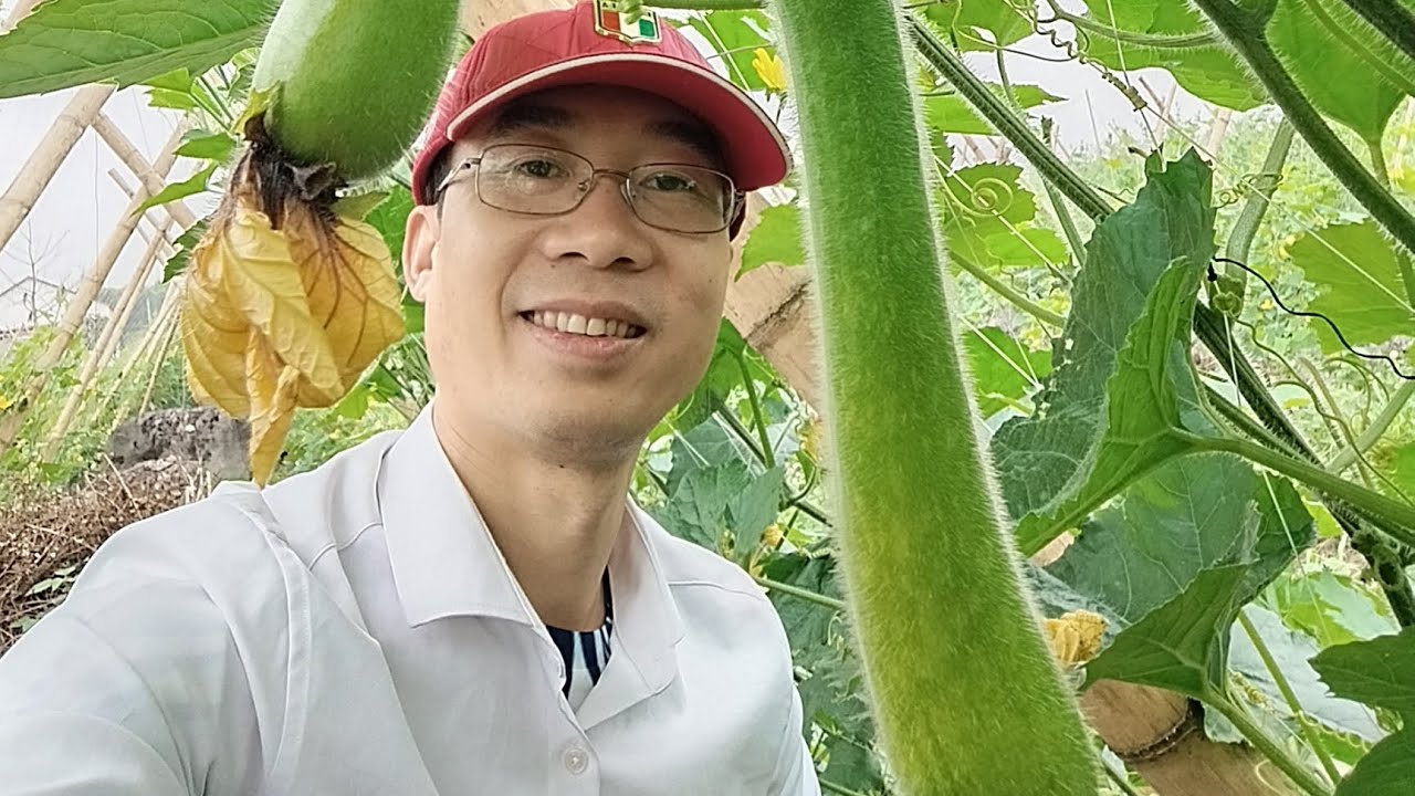 Bí đao xanh phi long trồng tại Nghệ An