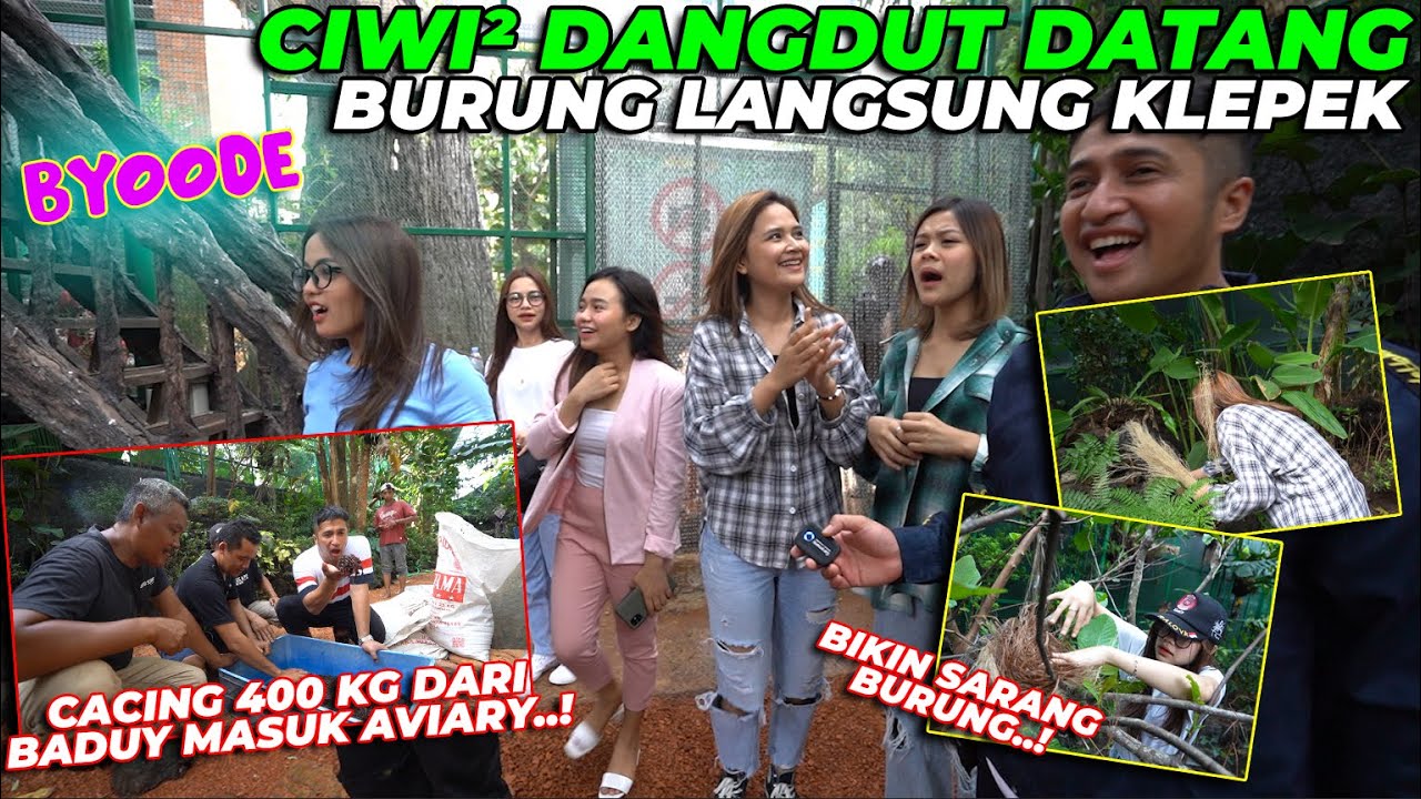 KAGETTT...!! ADA KIRIMAN CACING 400 KG BUAT AVIARY..? UNTUK APAA..?