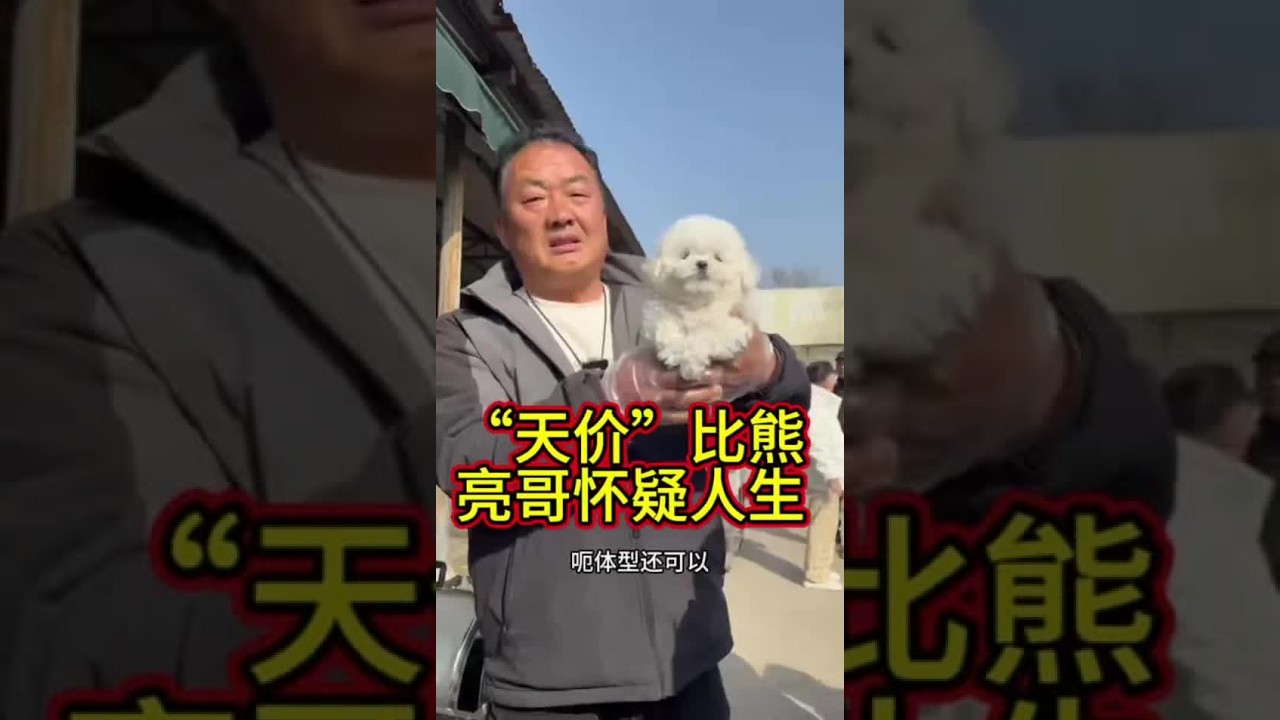 “天价”比熊让亮哥怀疑人生，又遇染色狗：看透不说透，实属无奈！