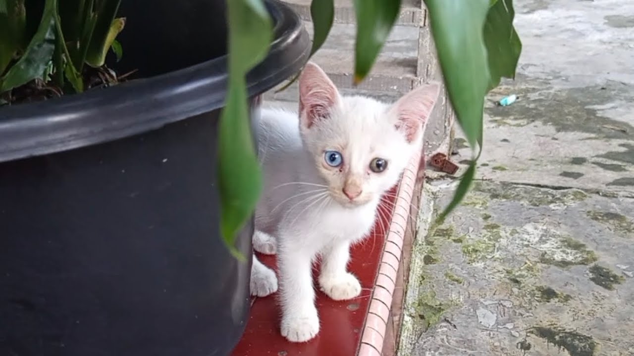 Ritual Jelang Siang: Kucing Mode Solar Charger 🔋😺