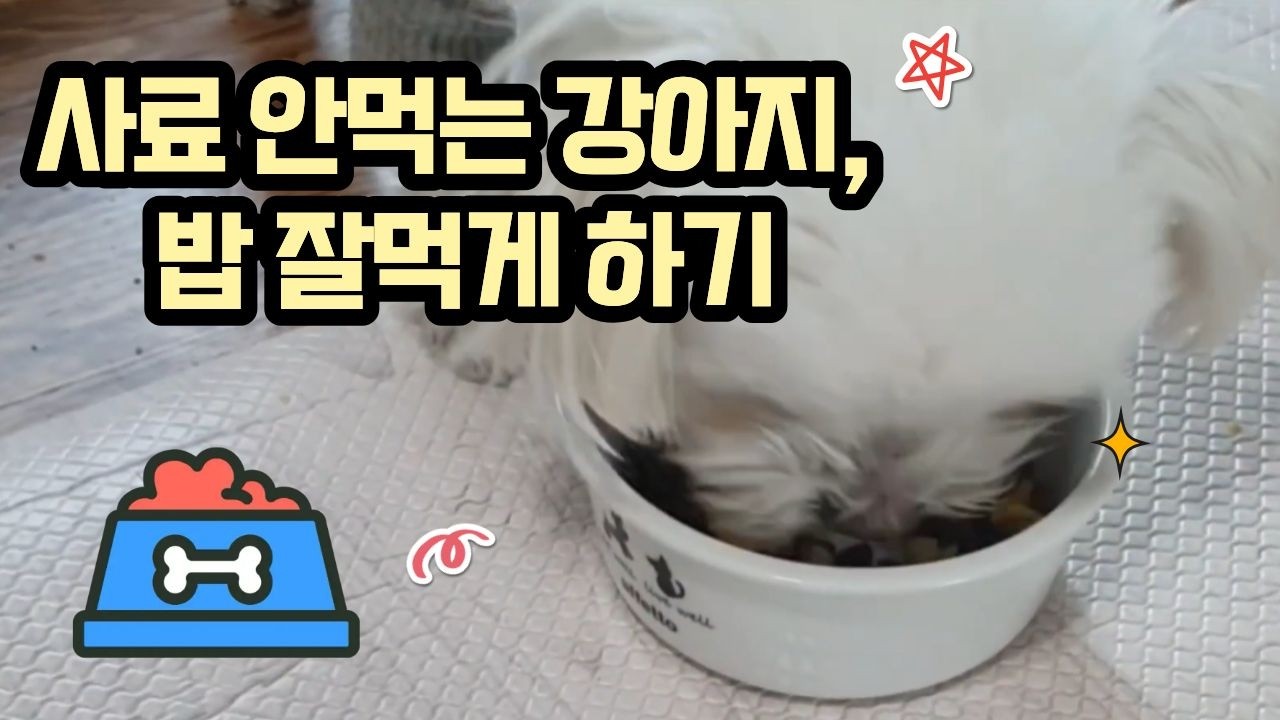 사료 안먹는 강아지, 사료 잘먹게 하는 방법 