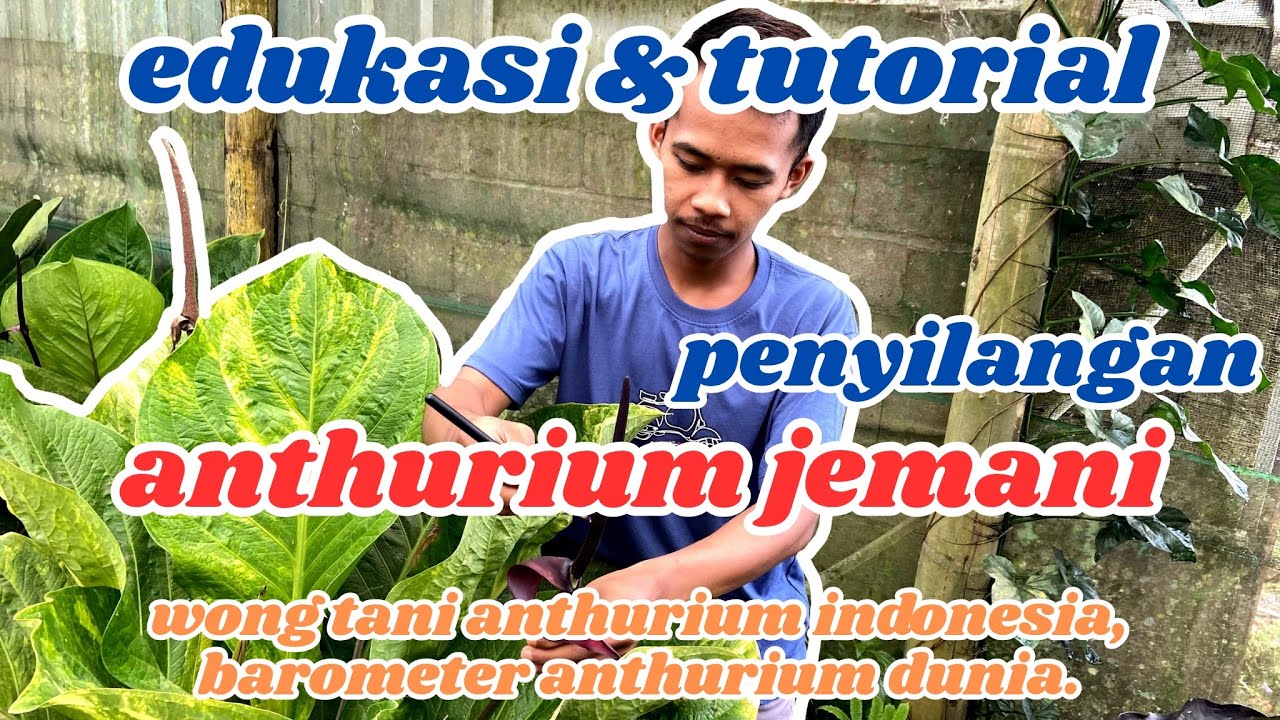PROSES PENYILANGAN ANTHURIUM JEMANI | BINTANG NURSERY | BANDUNGAN | KABUPATEN SEMARANG