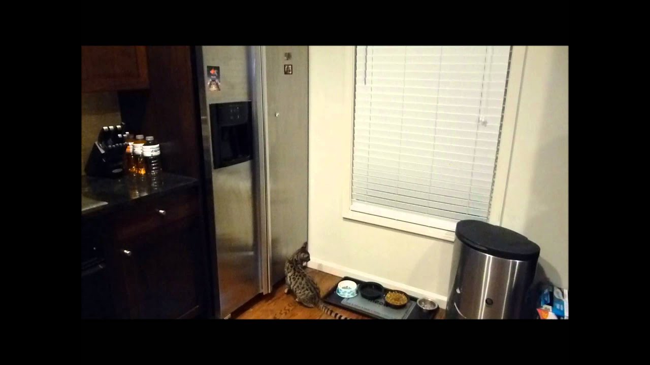 Insane Jumping Savannah Cat Lincoln Hawk