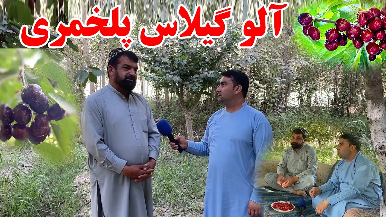 بزرگترین باغ آلو گیلاس در ولایت بغلان - پلخمری | انواع آلو گیلاس | روش کشت گندم قطار | تبسم شهر