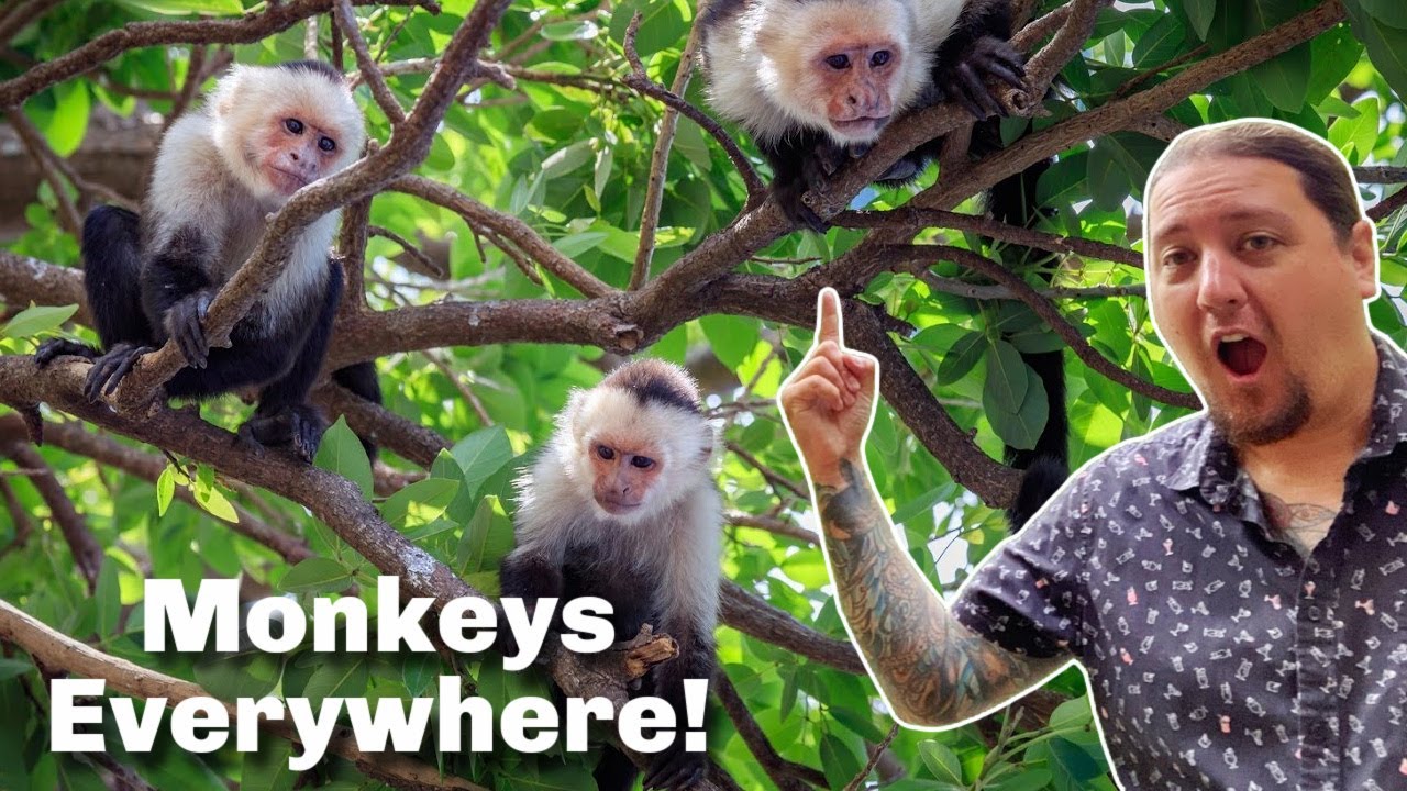 Best Airbnb House Ever | Costa Rica | Monkeys on the Roof