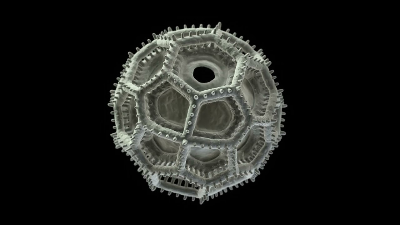 Vernonieae Pollen Grain Professional 3D model