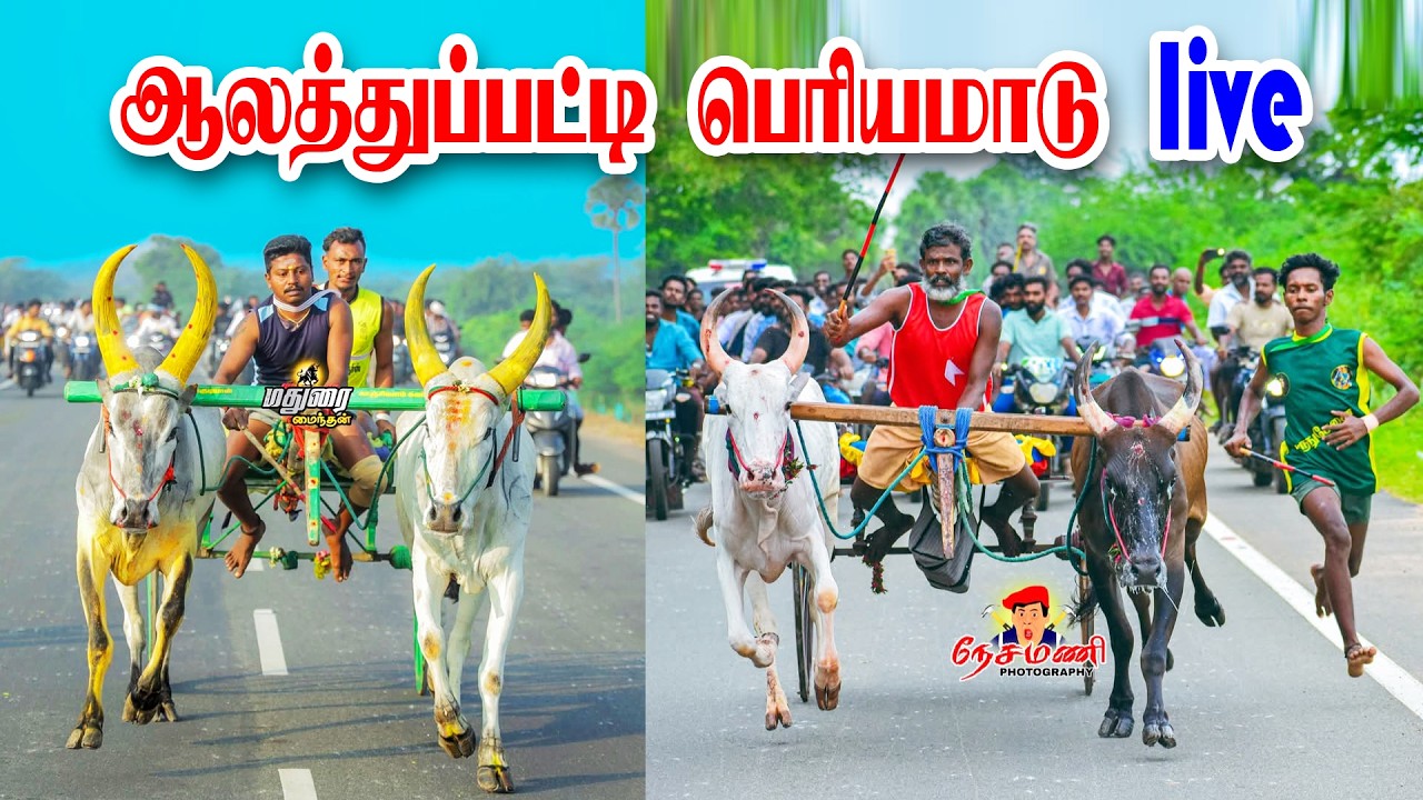 ஆலத்துபட்டி  பெரியமாடு  live 2026