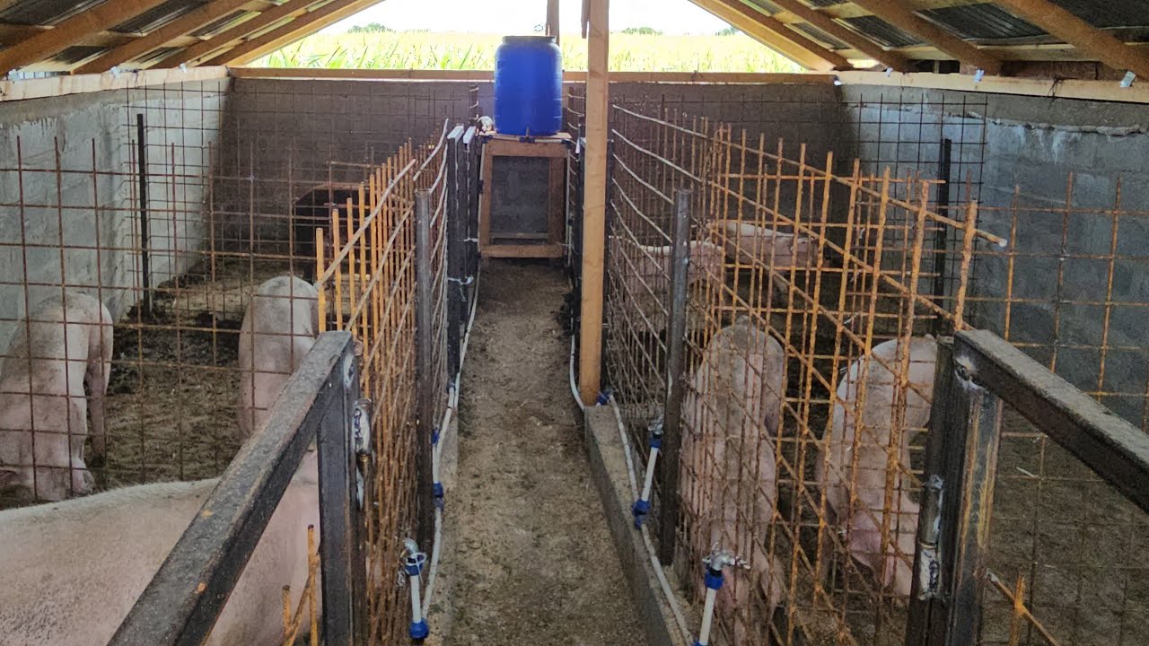 M-AM PĂCĂLIT CU PLASA SUDATĂ LA PORCI!!!MATERIALELE NU MAI SUNT CE AU FOST!