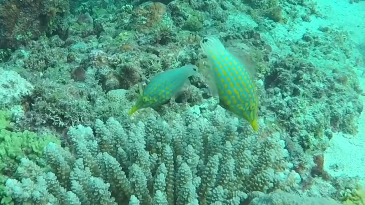 Happy Blue Calm Underwater 🌊