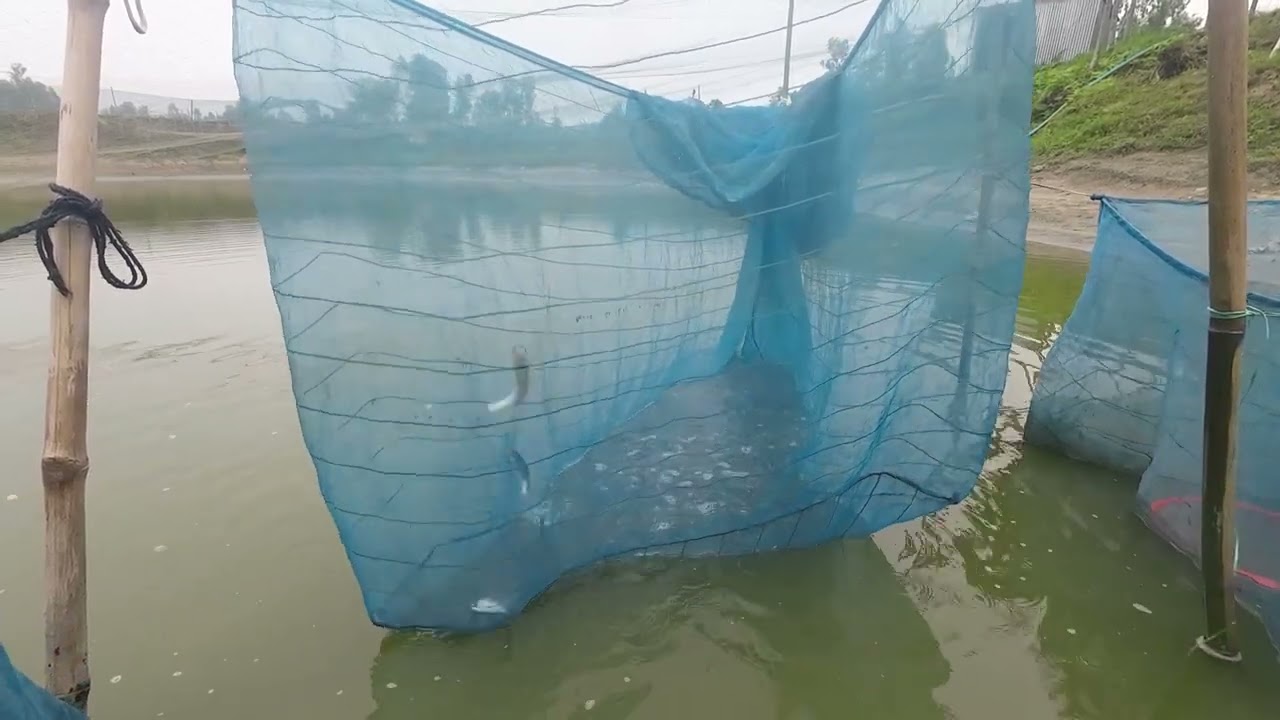 Village fishing  Video।  incredible the fish jump in the water।TR  fishing & cutting # Fishing