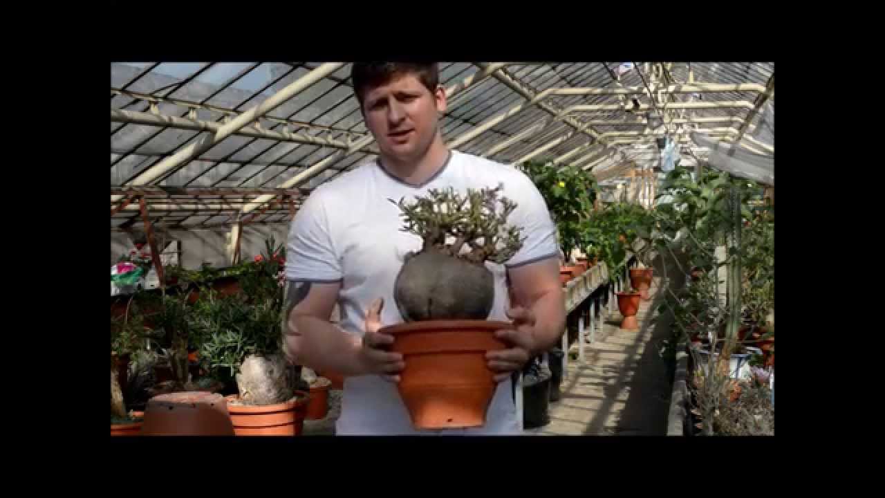 Пахиподиум Pachypodium