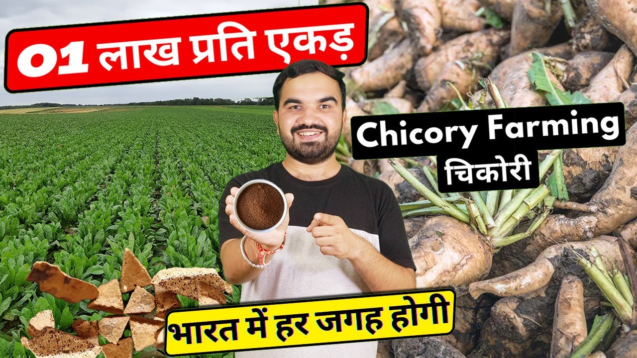 1Lac कॅाफी वाली चिकोरी की खेती | chicory farming | Coffee chicory production | best Income #farmer