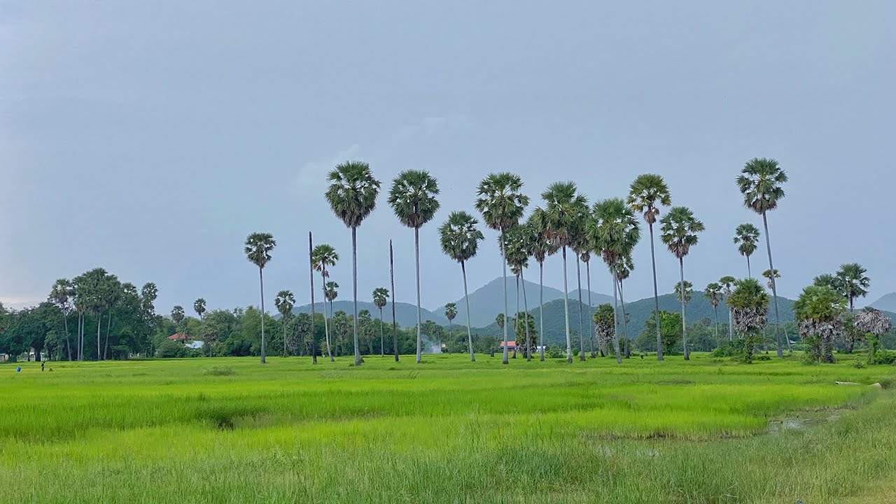 Beautiful scenery like a rice field, look and miss the rice field |