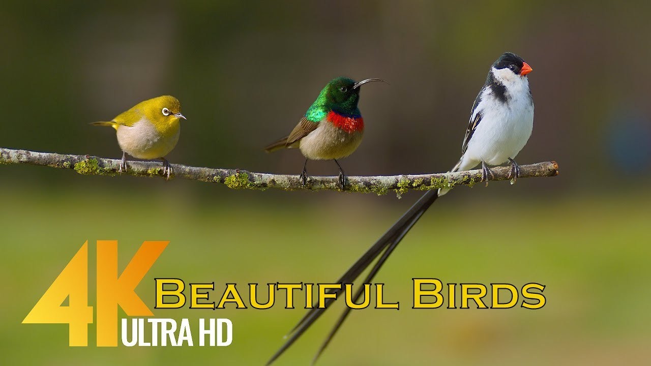 Wild Birds Special Collection | Most Beautiful Birds of India | Birds Relaxing NCS Music | #birds