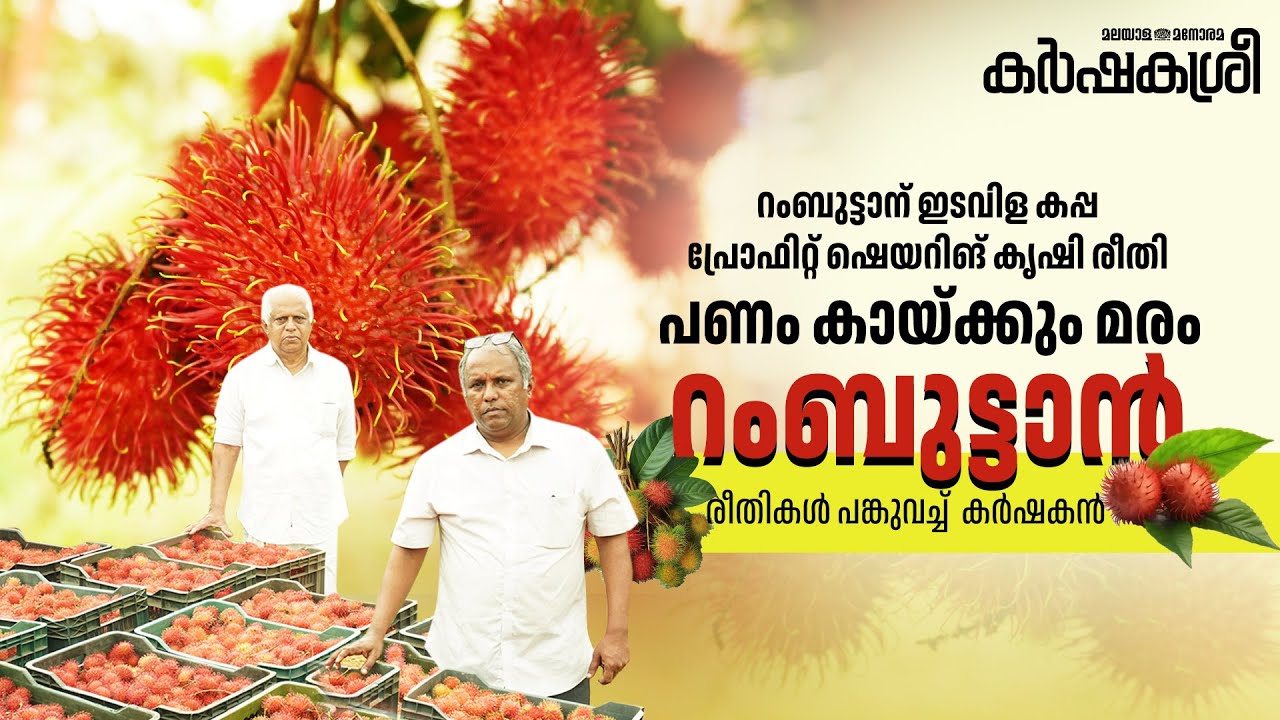 റംബുട്ടാന് ഇടവിള കപ്പ; പ്രോഫിറ്റ് ഷെയറിങ് കൃഷി രീതി– രീതികൾ പങ്കുവച്ച് കർഷകൻ