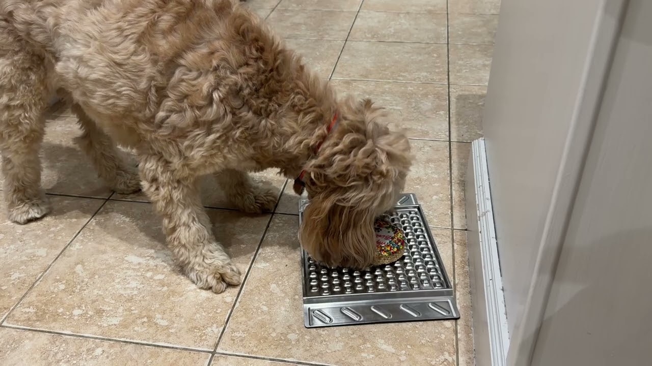 Birthday cookie