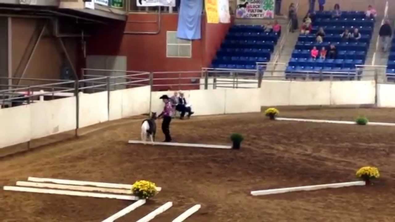 2015 PA State 4H Horse Show Reserve Champion Mini In Hand Trail SR.