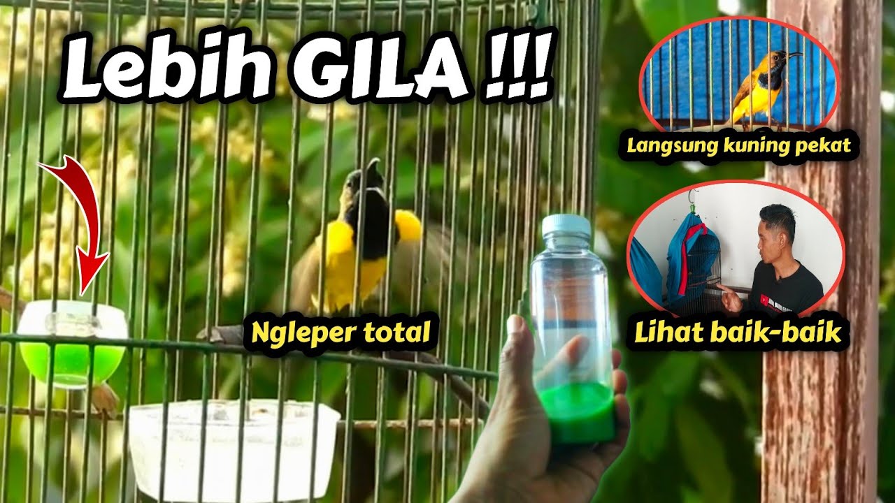 Bukan Kaleng-kaleng BULU  SOGON 100%  KUNING PEKAT DAN GACOR NGLEPER‼️