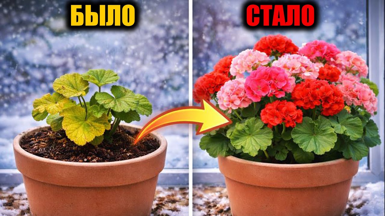 Срочно НАЛЕЙТЕ в ГЕРАНЬ зимой чтобы листики не желтели, герань зацветёт пышной шапкой сразу!