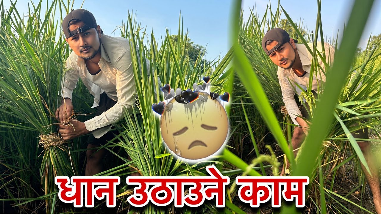 धान लडेर बिजोक 🥺 वर्ष दिनको बाली यस्तो भयो 🥹 ||Sagar Vlog|| 