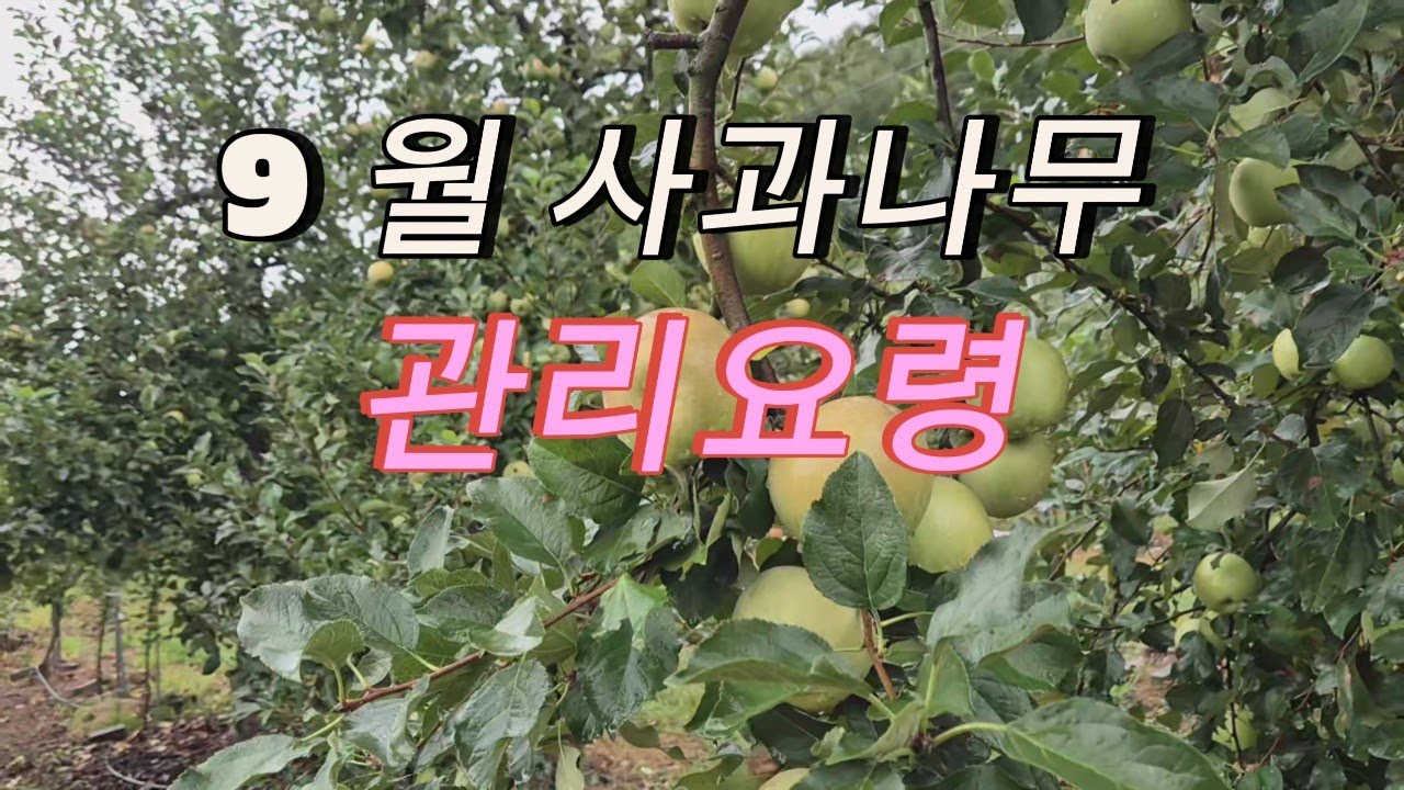 9월 사과과수원 관리요령