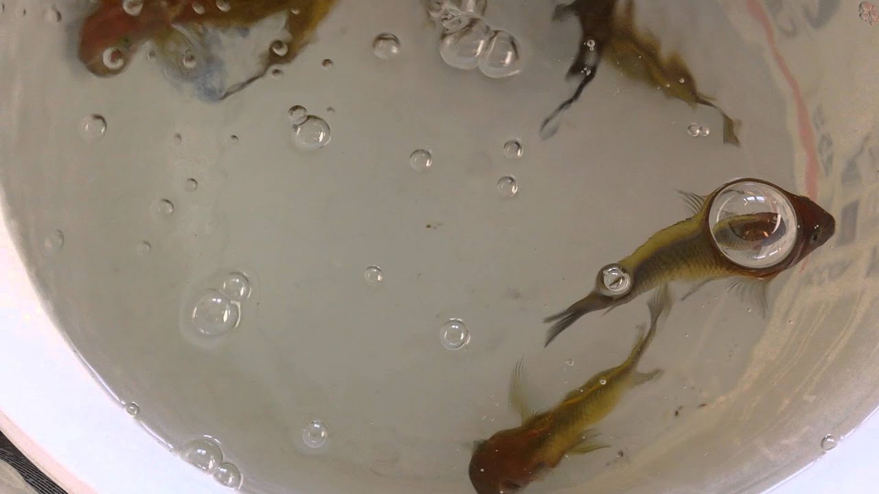 Tropheus Nkonde Bright Yellow WF