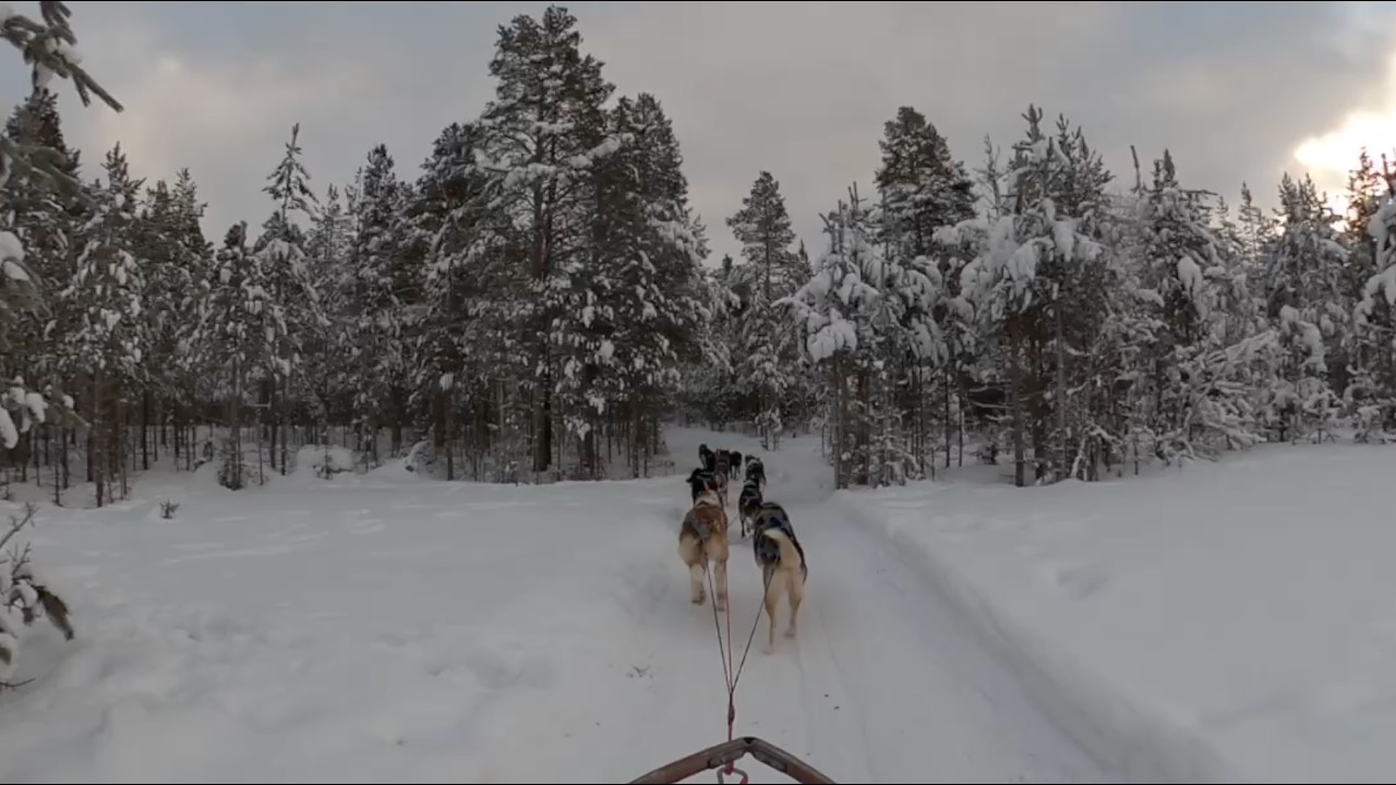 Husky Dog Sled Ride with ⁨@Huskytours⁩