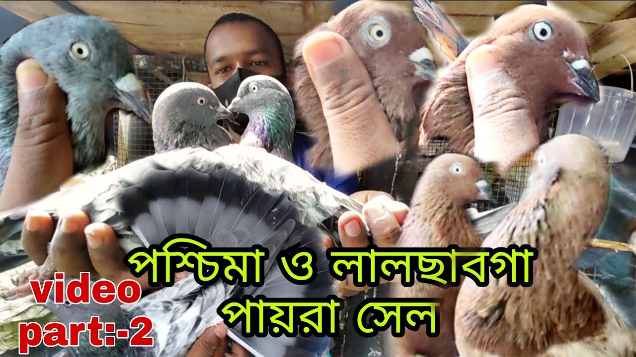 all pigeon sale in kolkata. পশ্চিমা ও লালছাবগা পায়রা সেল।