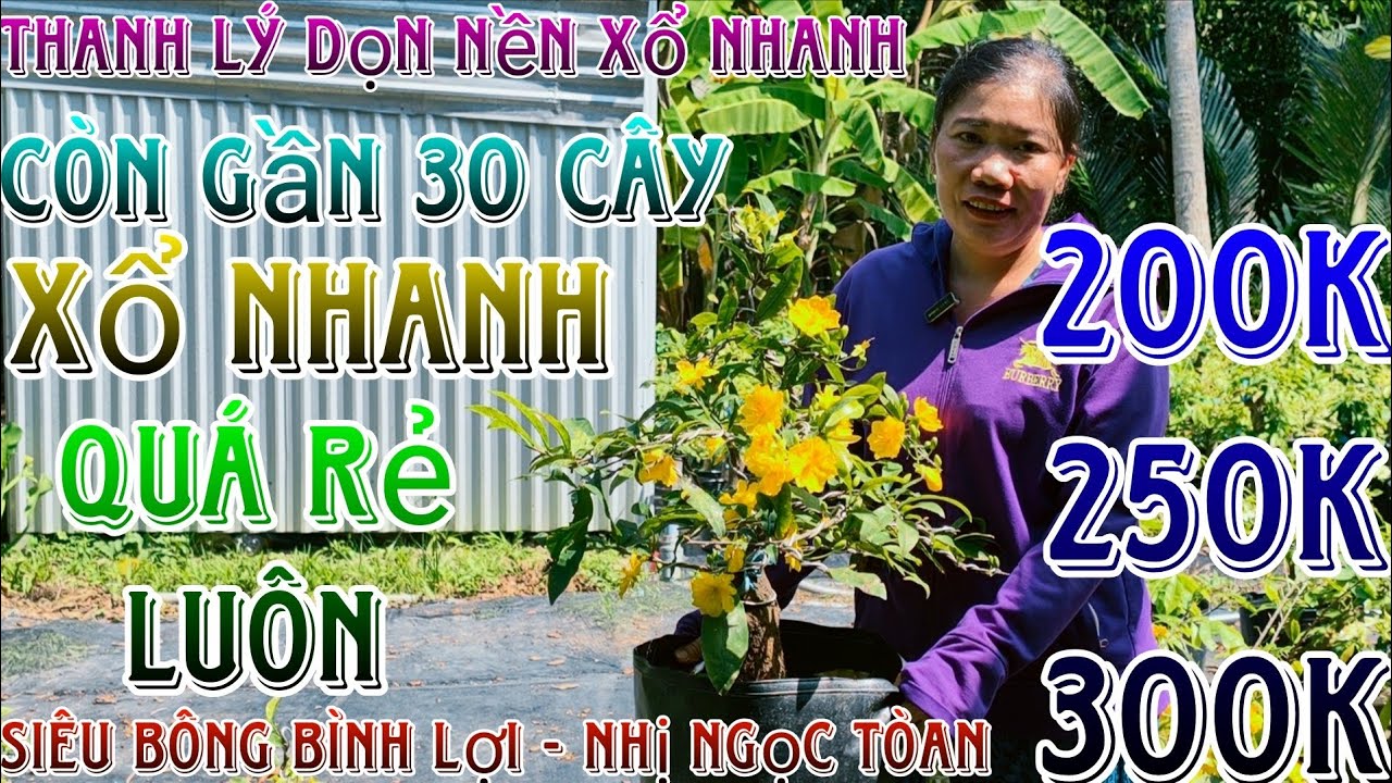🌈15/03☎️0339632617(Diện)🔥mai tết 2026 thanh lý dọn vườn 10 mã số phông tàng thông cây chà bá 250k