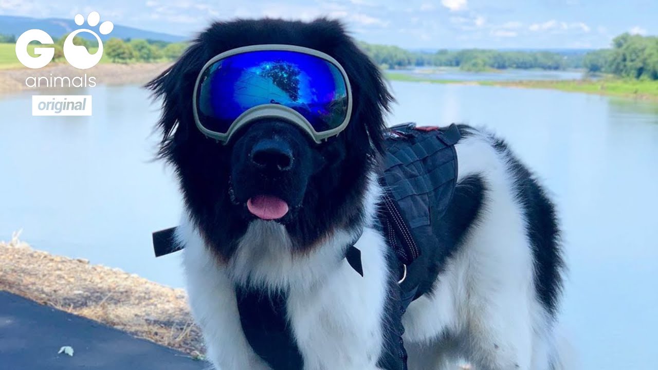 Oakley the water rescue dog will save you from drowning!