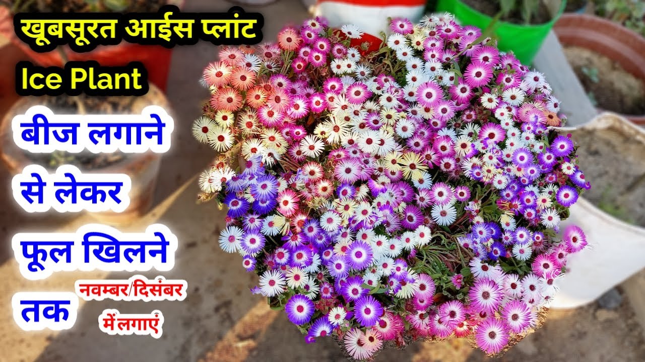 आइस फ्लावर सीड टू फ्लोवेरिंग तक / Ice Flower Plant from Seeds To Flowering update / ice plant care
