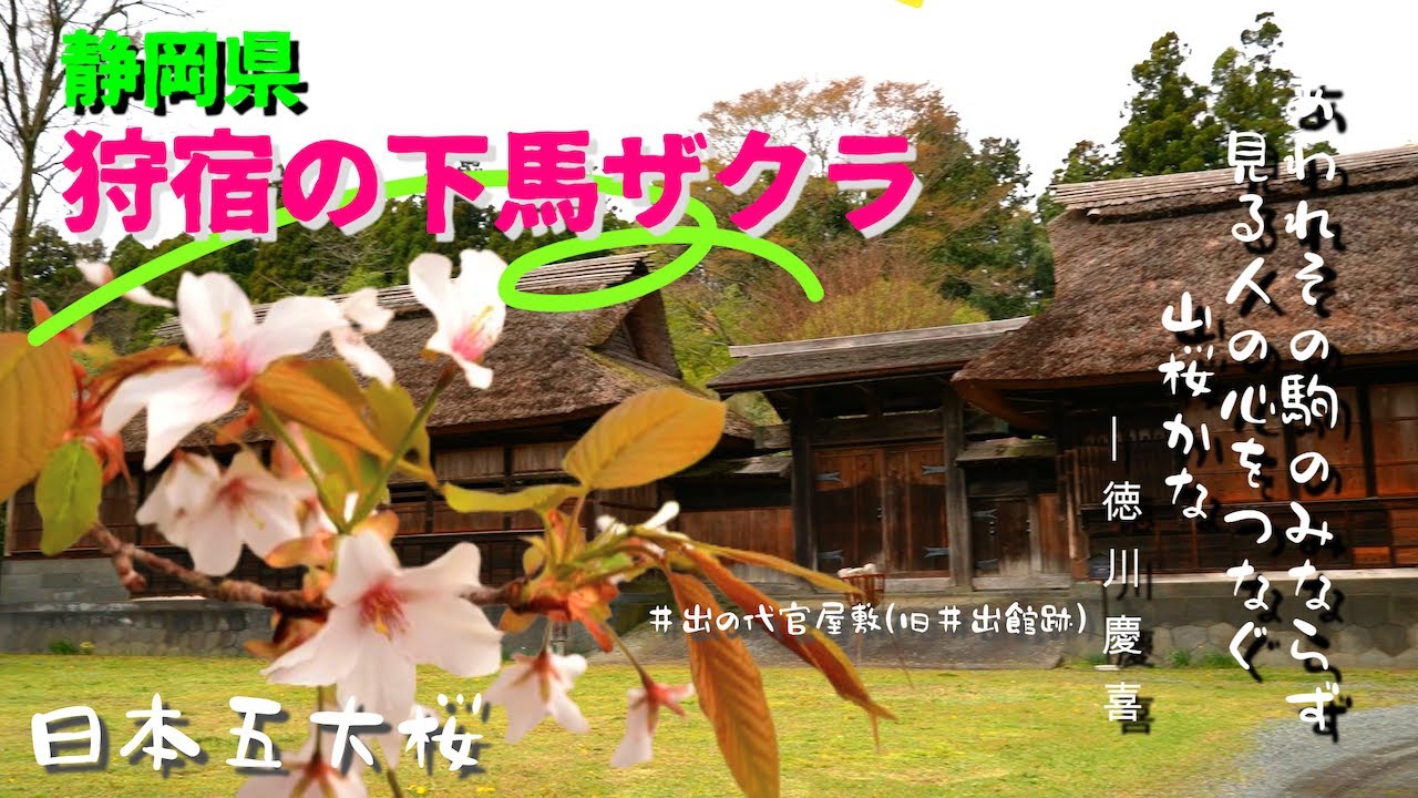 静岡 日本五大桜「狩宿の下馬ザクラ」 富士山 Shizuoka Japan's Five Great Cherry Blossoms Karijuku Shimoumazakura Mt. Fuji