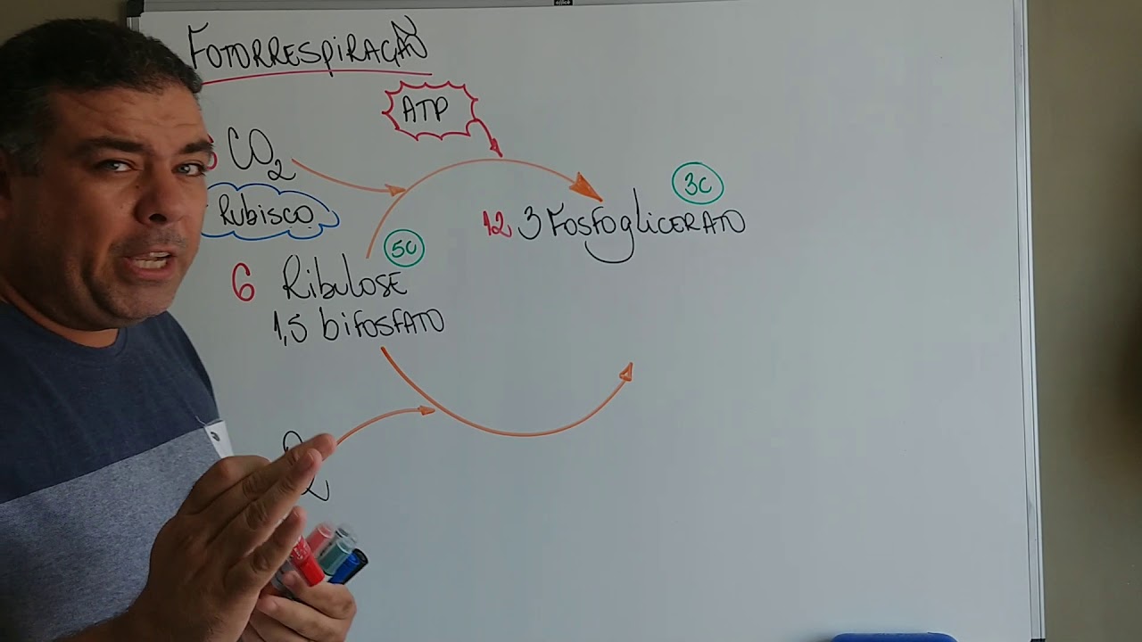 Fotorrespiração