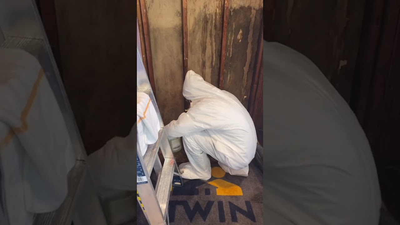 BLACK mold removal Solution.. Works FAST !
