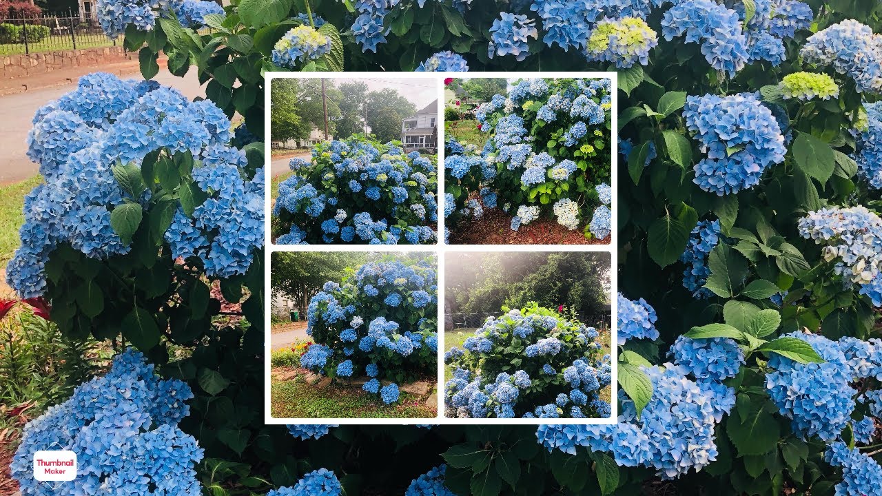El secreto  para hacer florecer a tus Hortensias como locas