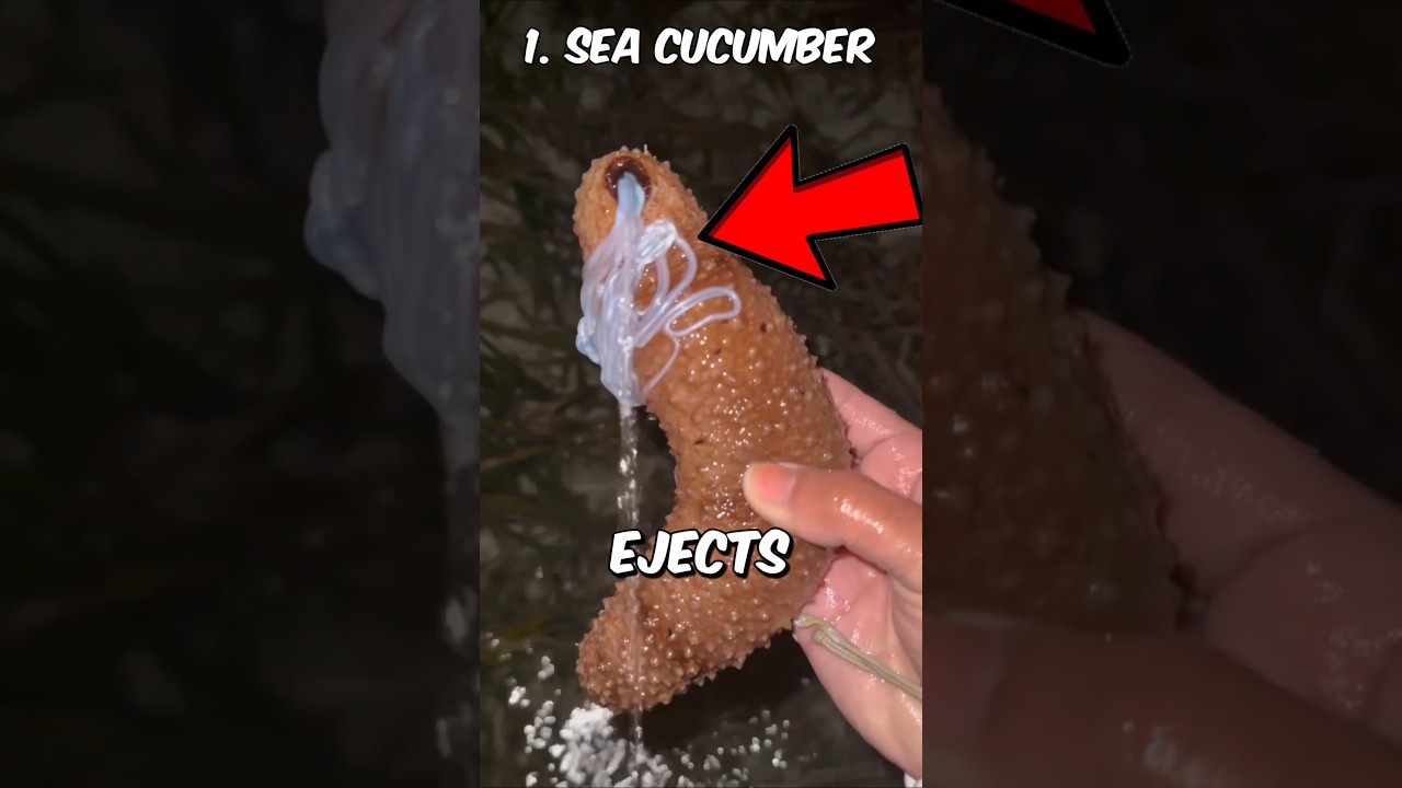 3 Animals With Strange Abilities 😱