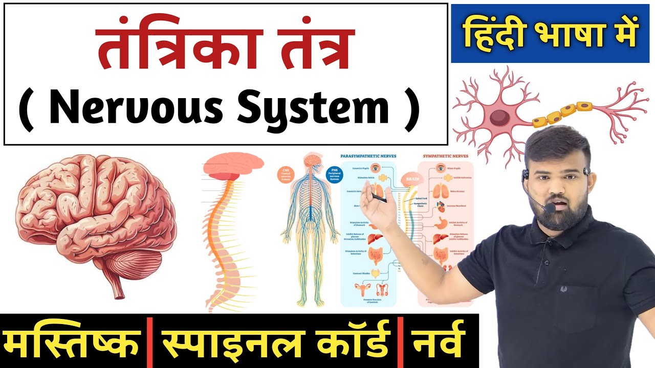 तंत्रिका तंत्र - Nervous System | Nervous System in Hindi | Anatomy and Physiology | Biology