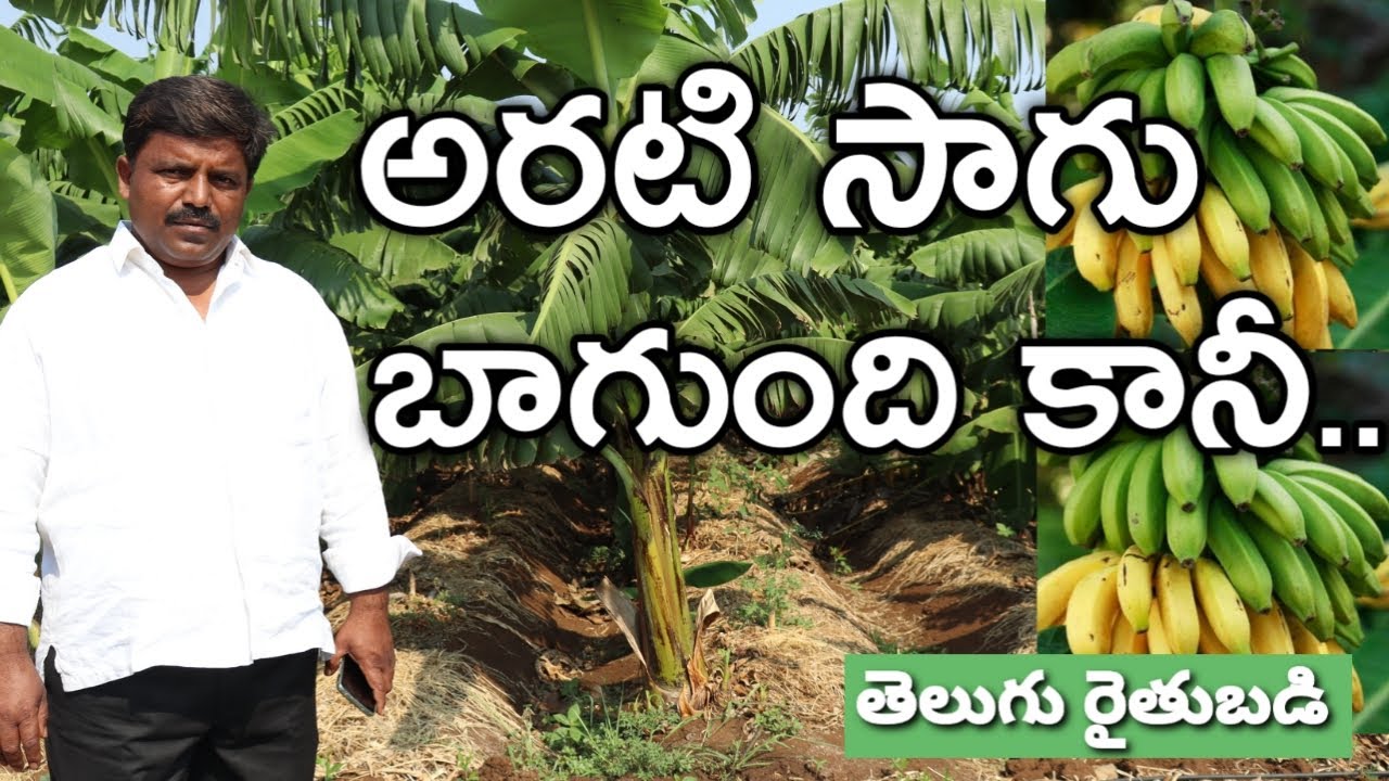 10 ఎకరాల్లో అరటి పండ్లు పండిస్తున్నం | Banana Farming in Telugu | రైతు బడి