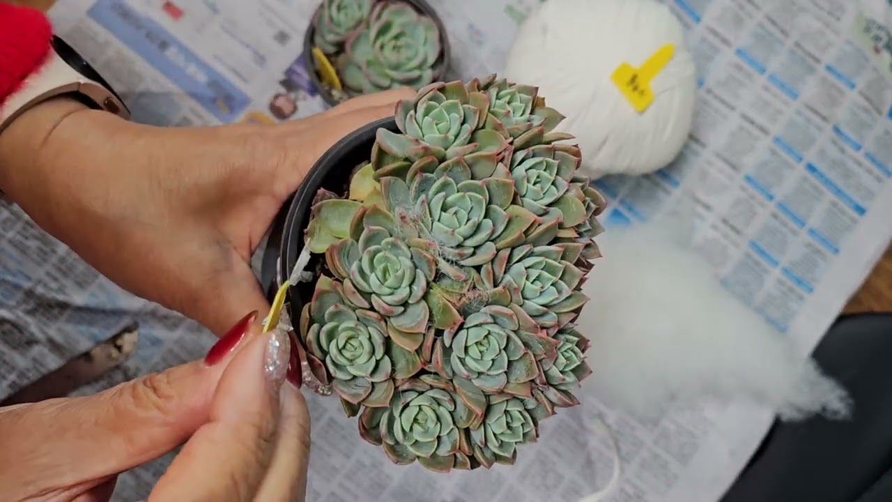 12월19일 프리티 에서온. 다육 화분 언박싱. 해요