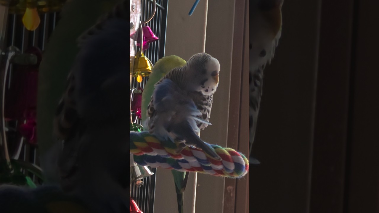 #preening #acicalar #periquitosaustralianos #australianbudgies #frbyron #jellyandpicklesparakeets