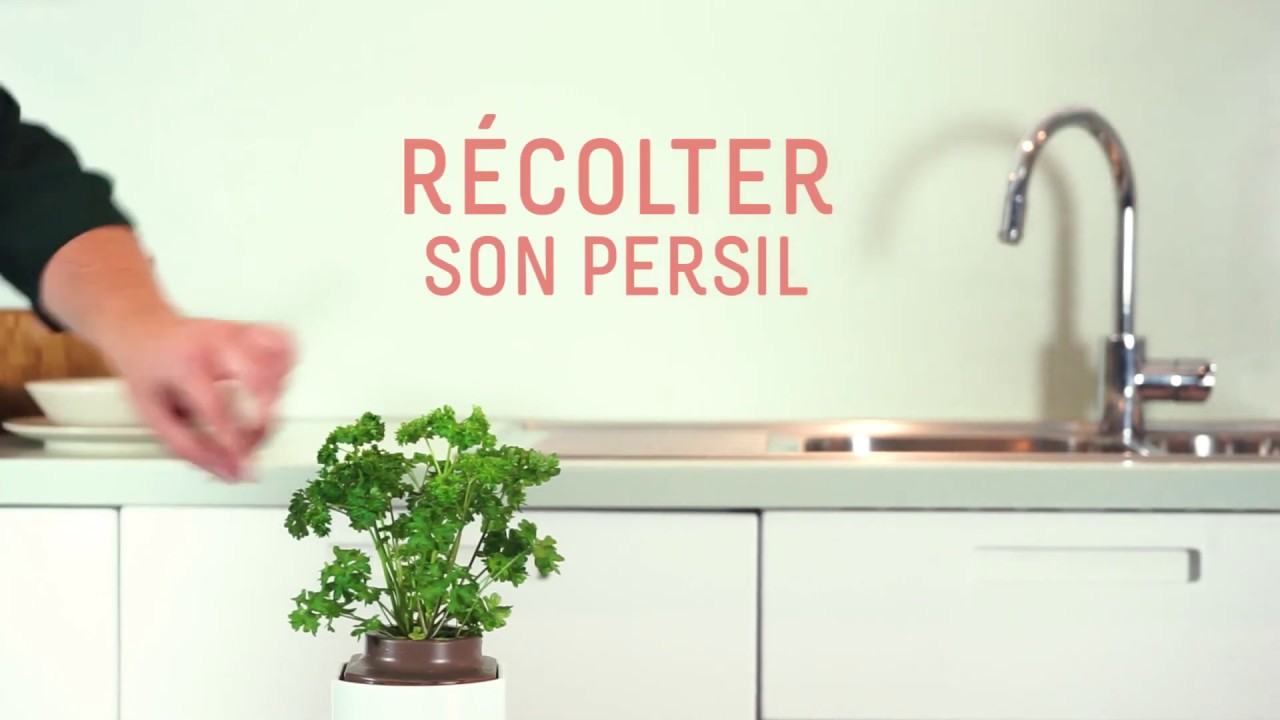 Comment r&eacute;colter votre persil ?
