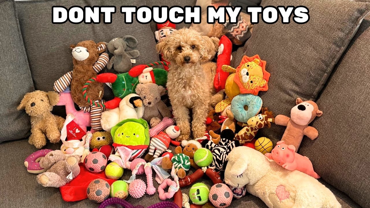 Throwing Away My Dogs Toys