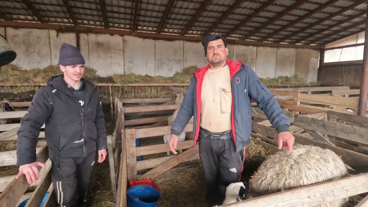Oile Și Miei Brezi A DL Ghiță Gherman .Pastorite de Ionel și Tânărul Adrian .Loc Viisoara .Cluj 