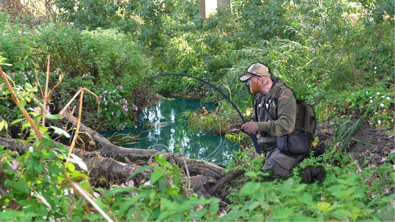 В этом диком ручье водятся большие рыбы, питающиеся лягушками!