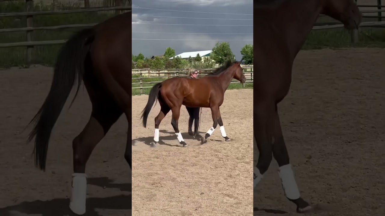 Watch the transformation of a thoroughbred with Amy Bowers. #horsemanship #horse #thoroughbred