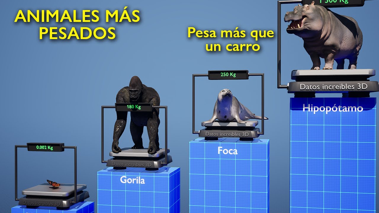 Los ANIMALES M&Aacute;S PESADOS del Planeta🐘🐋 - Peso en Kilogramos
